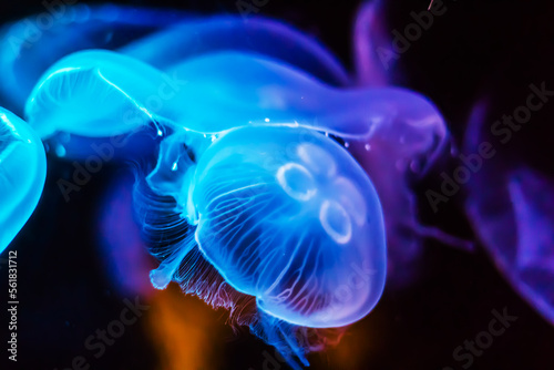 Photography Beautiful Jellyfish drifting at the sea life Aquarium in Sydney Australia