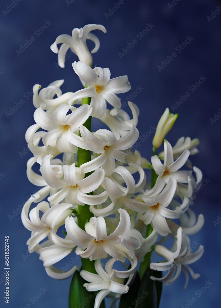 Young plant geocint with green leaves and white flowers on the background of other home plants. In everyday life, the geocint is called the rain flower. Young plant geocint with green leaves and white flowers on the background of other home plants. In everyday life, the geocint is called the rain flower.