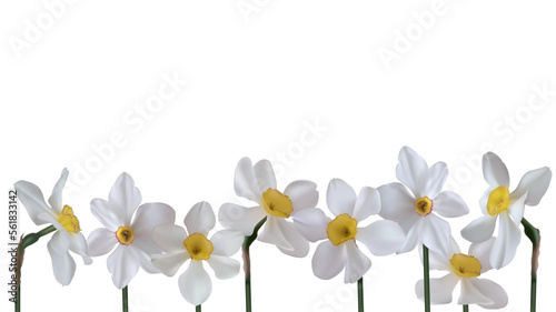 Flowers. Narcissus. Floral background. White. Daffodil.