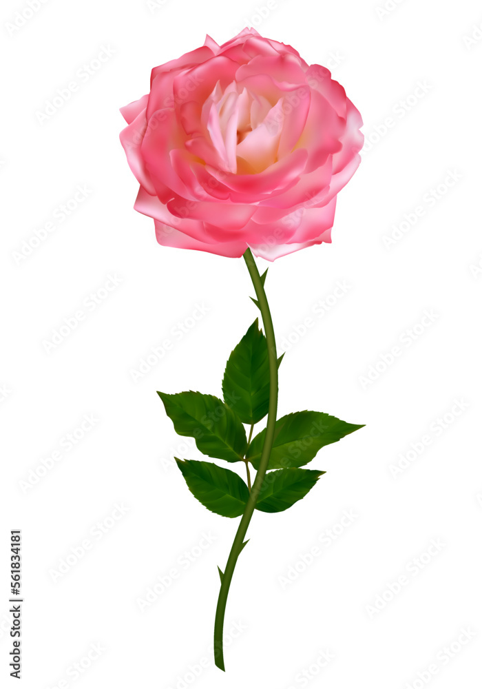 Pink roses. Beautiful flower. Bud. Floral background. Green leaves. Vector. Isolated. Pink roses. Beautiful flower. Bud. Floral background. Green leaves. Vector. Isolated.