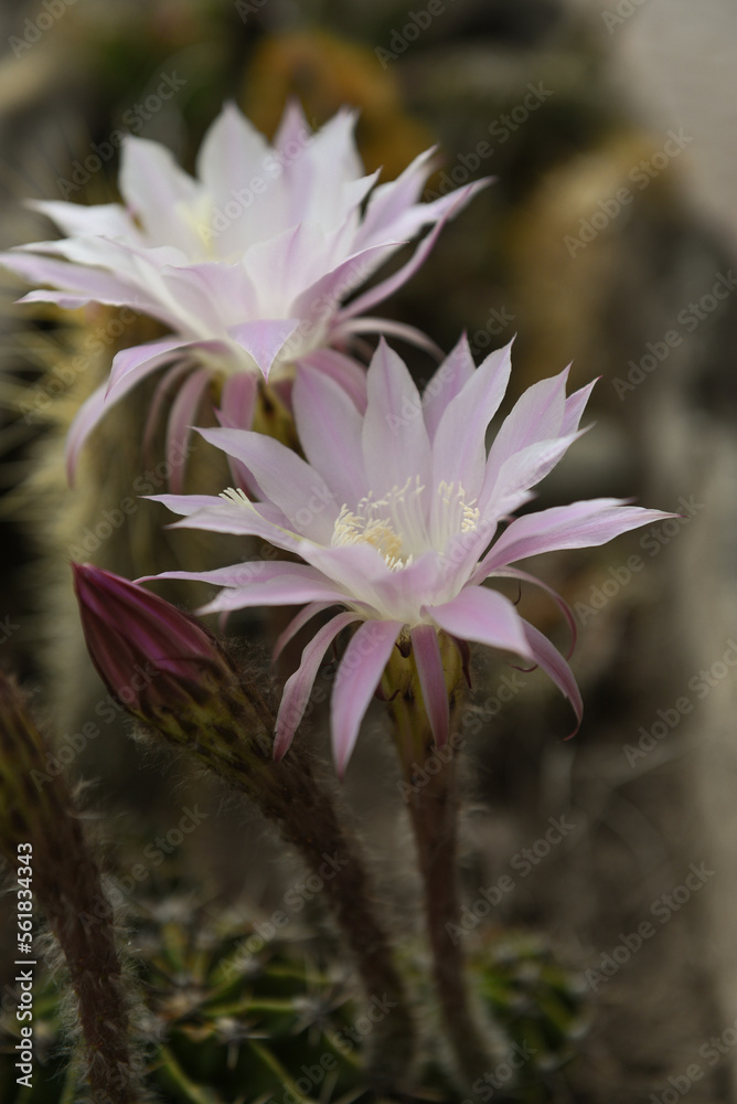 Fototapeta premium close up of a flower