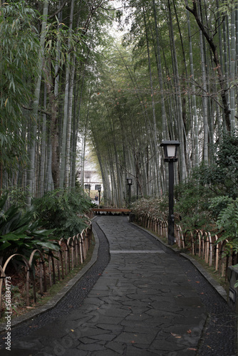 修善寺の小径　竹林

