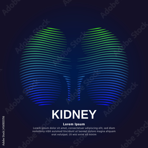 Human kidney medical structure. creative Vector logo kidney color silhouette on a dark background. Urology vector design - EPS 10