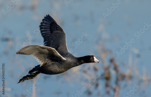 American coot (Fulica americana) flying over forest lake, Brazos Bend State park, Needville, Texas, USA. photo