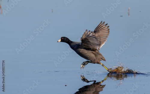 American coot (Fulica americana) taking flight from water, Brazos Bend State Park, Texas, USA. photo