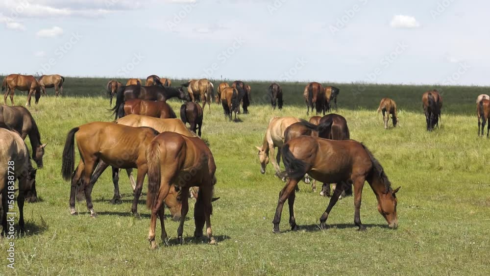 Volga region, Orenburg oblast. A herd of horses in a pasture. Volga region, Orenburg oblast. A herd of horses in a pasture.