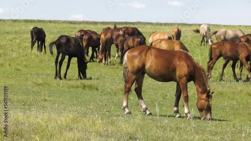 Volga region, Orenburg oblast. A herd of horses in a pasture.