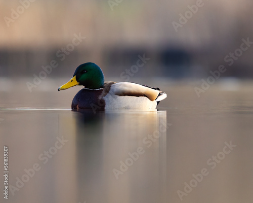 Wallpaper Mural duck on the lake Torontodigital.ca