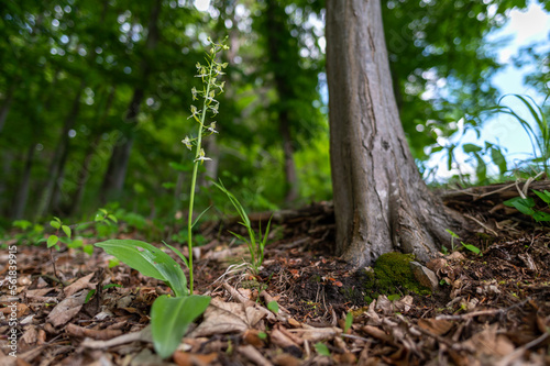 very rare light green plant with white-green flowers Platanthera chlorantha greater butterfly-orchid red book in the middle of a hornbeam forest with a tree in the background in the Czech Republic