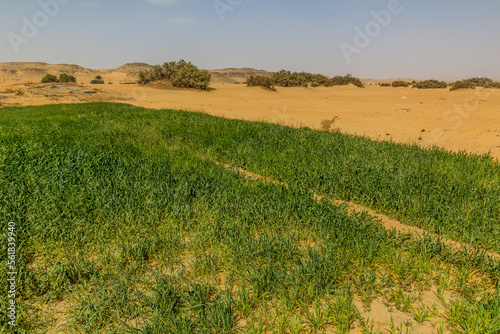 Fields by the river Nile  Egypt