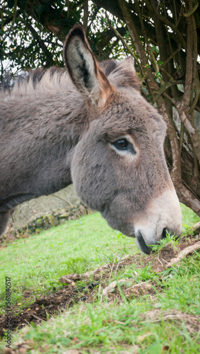 Burro pastando en camino