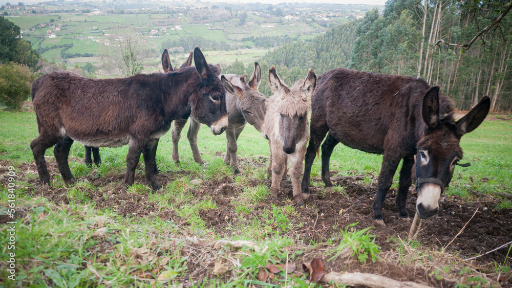 Burros en monte en Asturias Burros en monte en Asturias