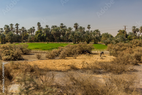 Fototapeta Naklejka Na Ścianę i Meble -  Fields along the river Nile, Egypt