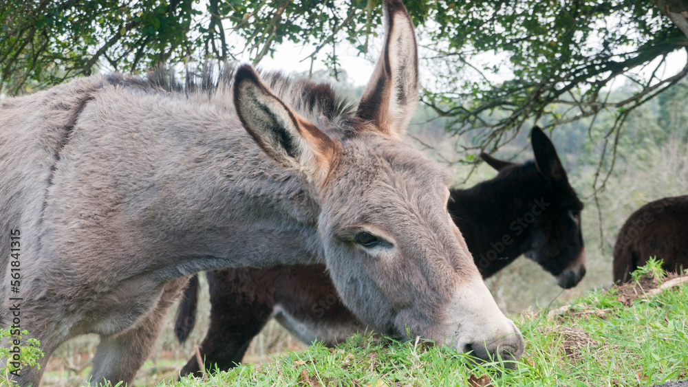 Burro gris pastando en monte en Asturias Burro gris pastando en monte en Asturias