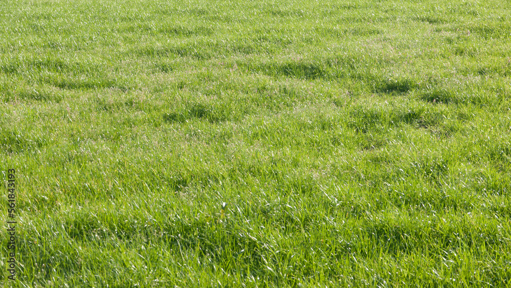 Pradera de hierba verde Pradera de hierba verde