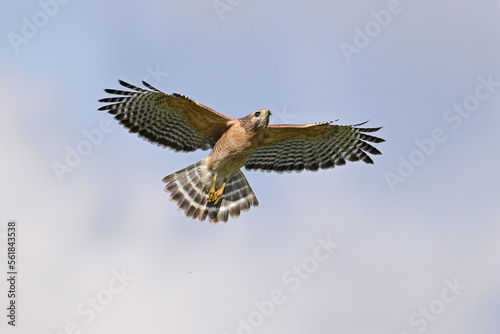 Hawk in Flight © loren