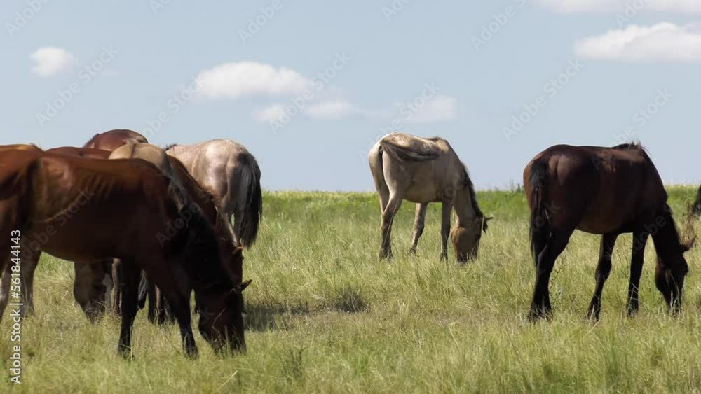 Volga region, Orenburg oblast. A herd of horses in a pasture. Volga region, Orenburg oblast. A herd of horses in a pasture.