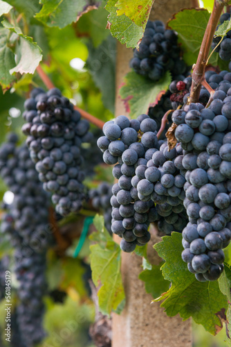 Grapes in vineyard