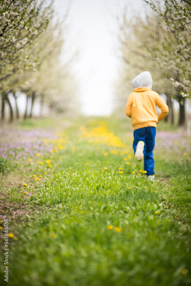 child, caucasian boy running on the grass in orchard with blooming apple trees and dandelions on a spring day child, caucasian boy running on the grass in orchard with blooming apple trees and dandelions on a spring day