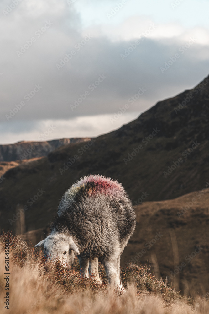 Sheep eating grass, mountainous terrain in the background Sheep eating grass, mountainous terrain in the background