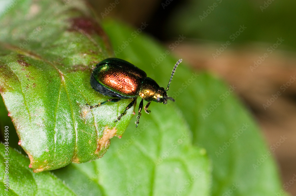Close up of the green dock leaf beetle Gastrophysa viridula Close up of the green dock leaf beetle Gastrophysa viridula