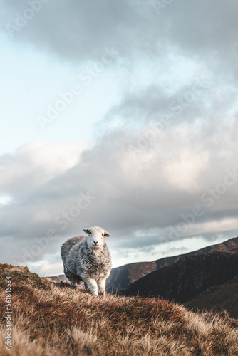 Portrait of a sheep from afar, looking directly into the camera, storm clouds in the background