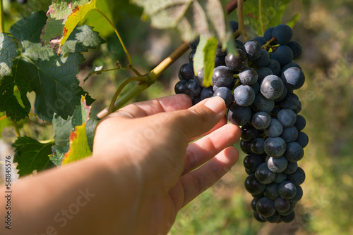 Female hand gathering grapes in the vineyard
