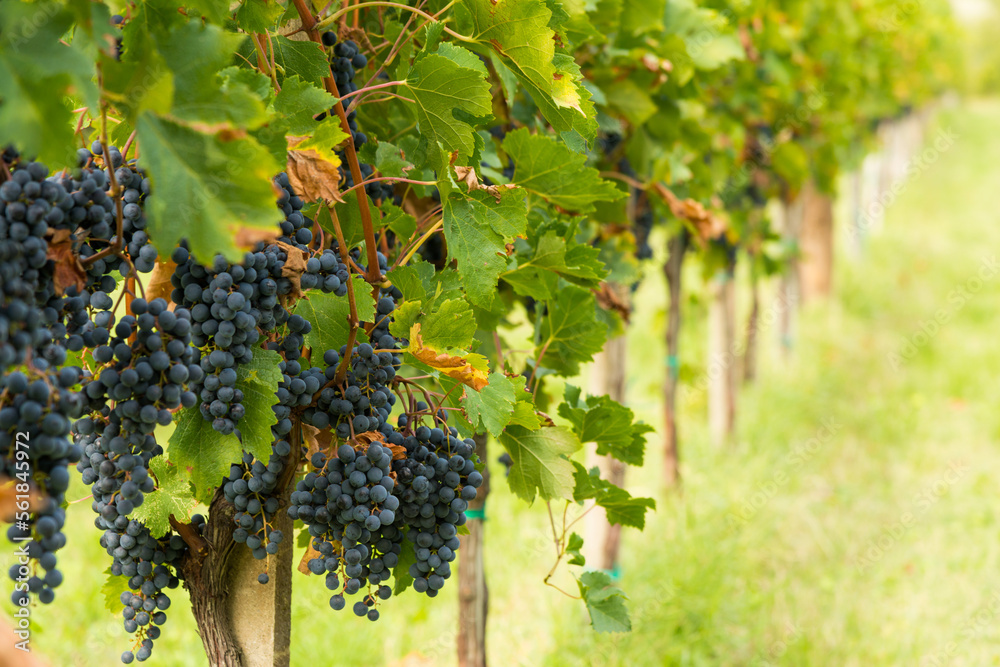 Grapes in the summer vineyard