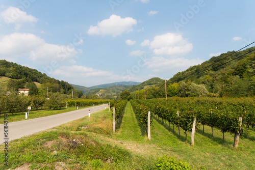 road in the gorizian vineyards