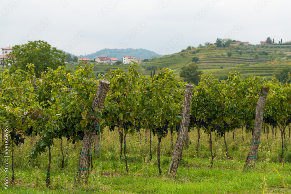 Naklejka premium Vineyards in Italy and Slovenia late summer and a village in the background