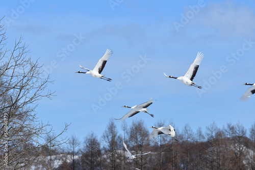 Bird watching  red-crowned crane  in  winter