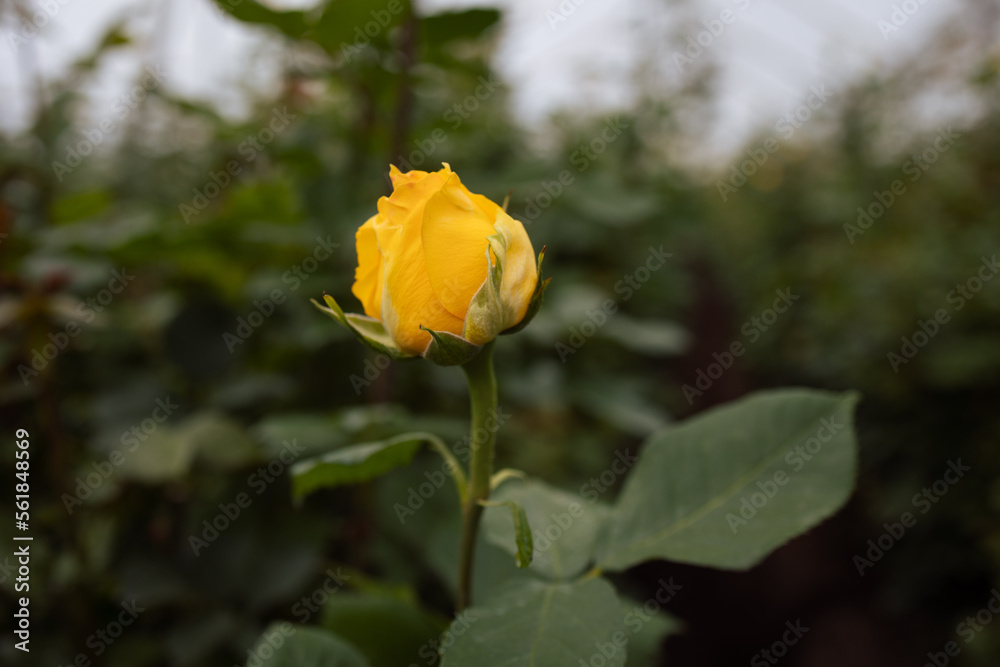 Close up view of a bright yellow rose flower in greenhouse Close up view of a bright yellow rose flower in greenhouse