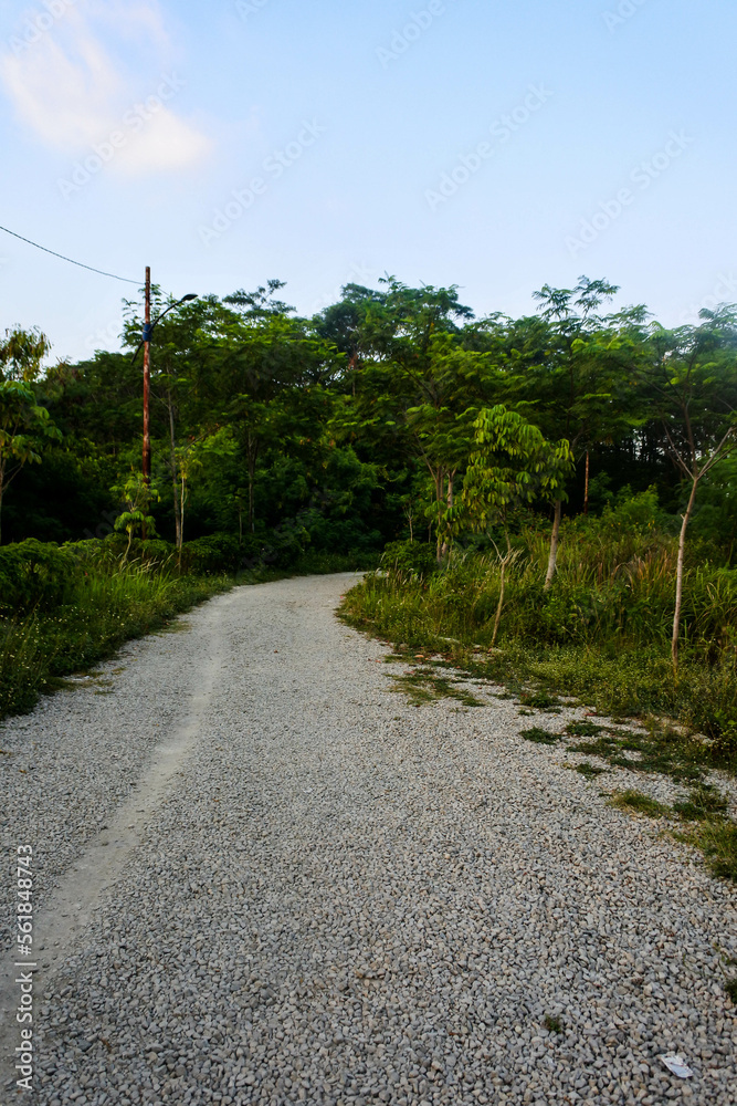 a road made up of gravel in the middle of a lush wilderness in the afternoon	