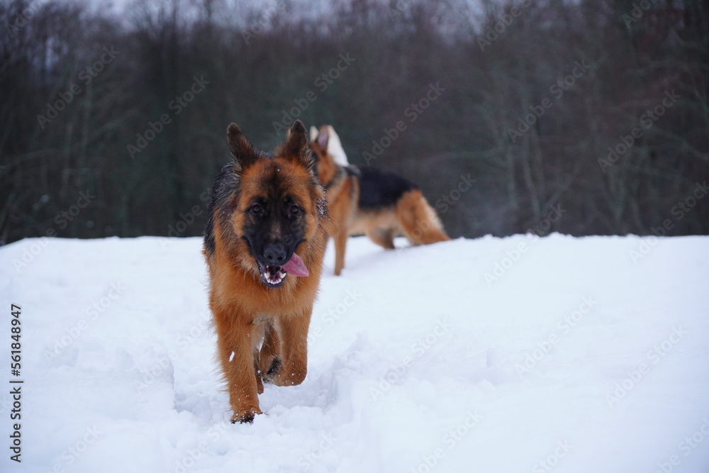 german shepherd dog and white swiss shepherd run winter snow