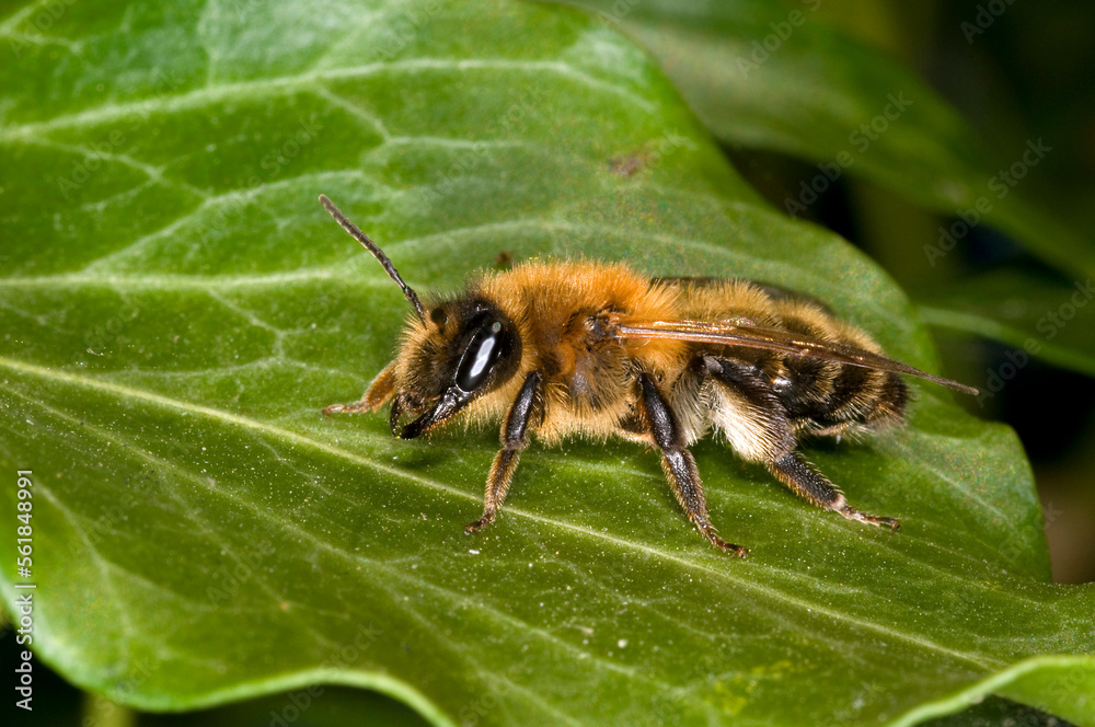 Fototapeta premium A mining bee, Andrena nitida, at rest on a leaf