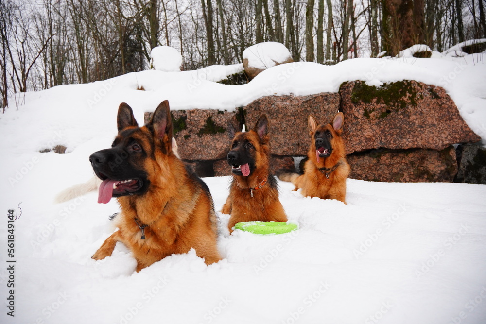 Naklejka premium german shepherd dog and white swiss shepherd run winter snow