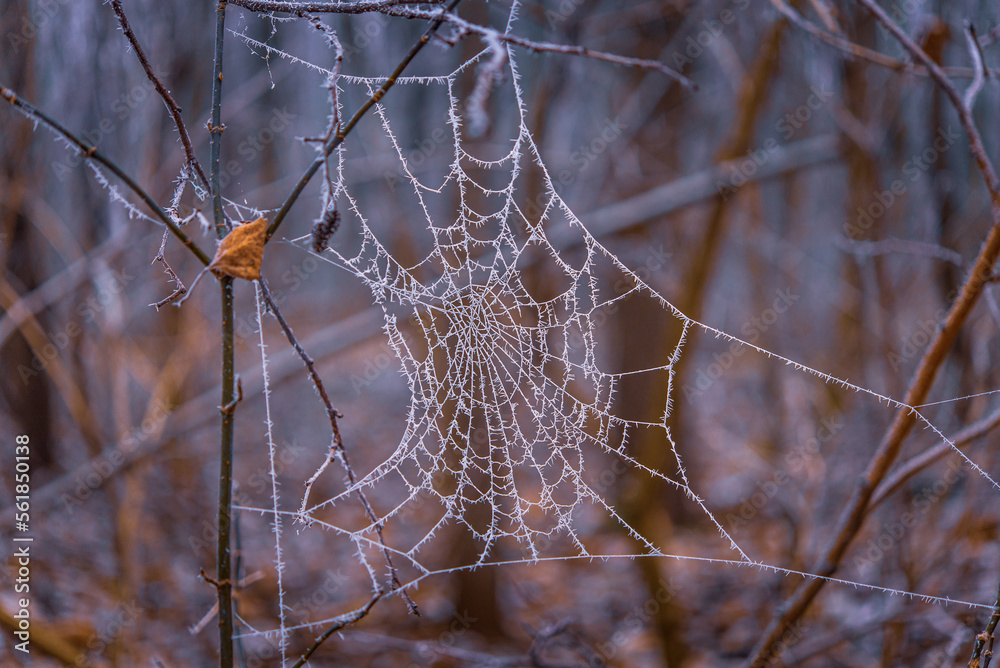 spider web with frozen dew drops