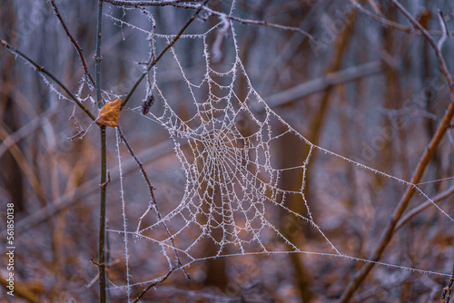 spider web with frozen dew drops