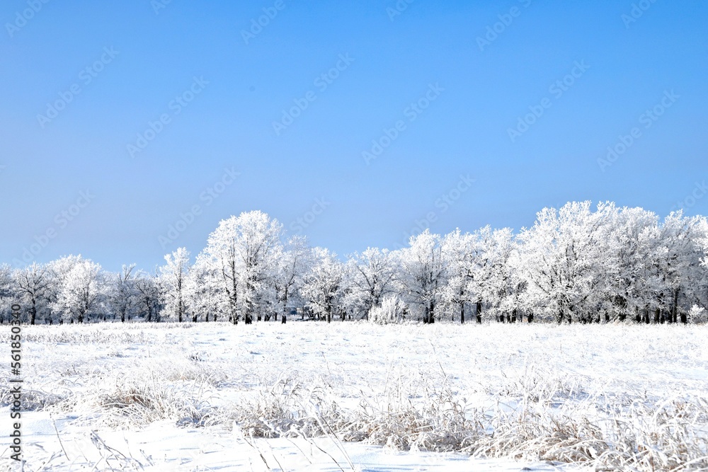 a frost covered field with frost covered trees a frost covered field with frost covered trees