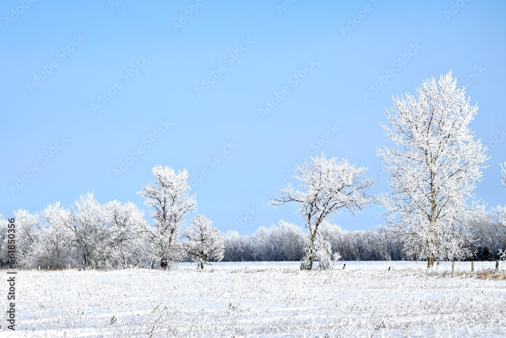 a frost covered field with frost covered trees a frost covered field with frost covered trees