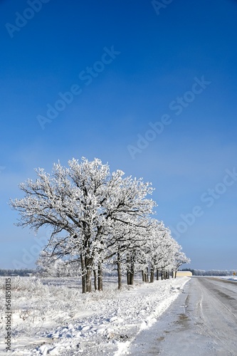 a row of frost covered trees beside a road