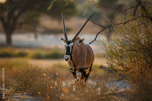 South African Oryx walking front view in morning light in Kgalagadi transfrontier park, South Africa  specie Oryx gazella family of Bovidae © PACO COMO