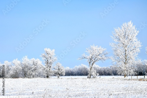 a frost covered field with frost covered trees