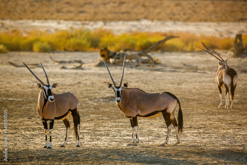 Three South African Oryx standing in dry land in Kgalagadi transfrontier park, South Africa; specie Oryx gazella family of Bovidae