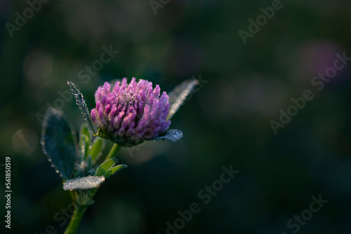 Dewy clover