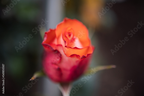 Closeup of a red rose bud in greenhouse background