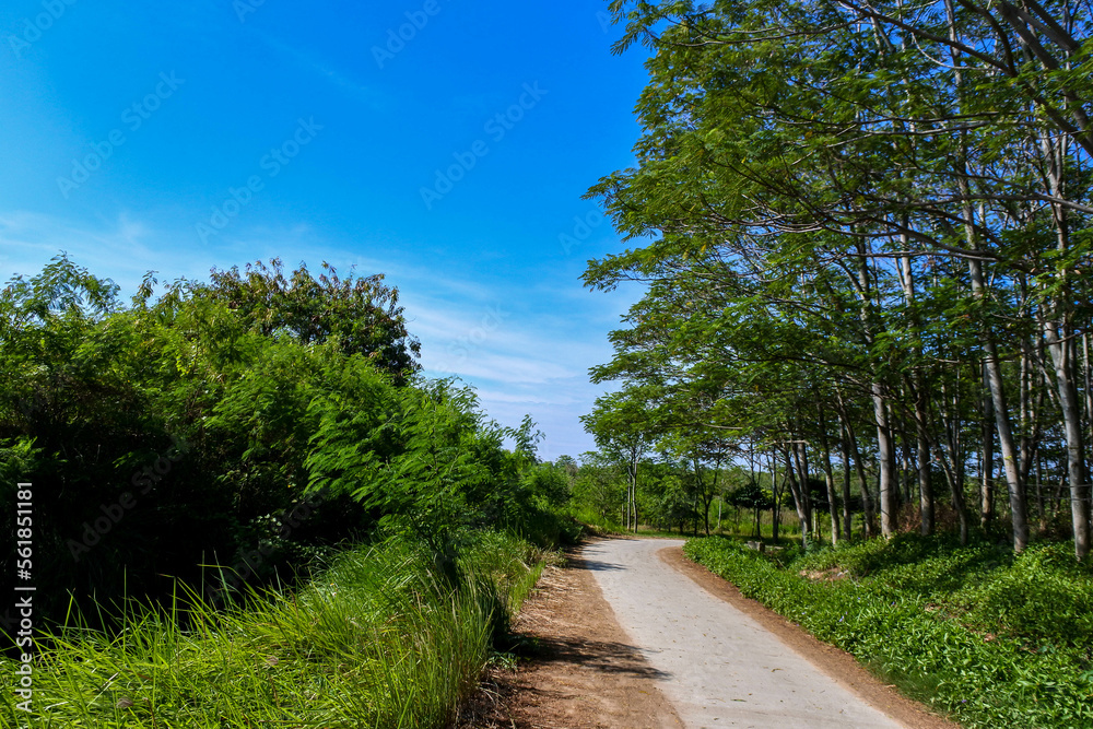 A quiet small asphalt road in the middle of a quiet wilderness on a sunny day creates a peaceful atmosphere A quiet small asphalt road in the middle of a quiet wilderness on a sunny day creates a peaceful atmosphere
