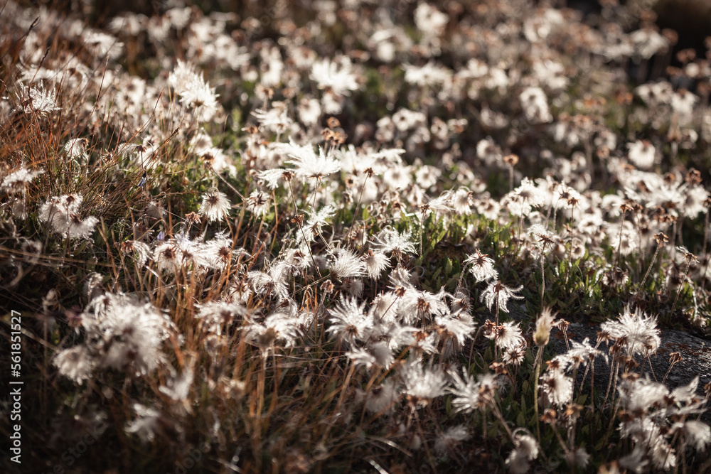 white alpine flower in the high Tauern close to the highest peak in austria, Grossglockner. white alpine flower in the high Tauern close to the highest peak in austria, Grossglockner.