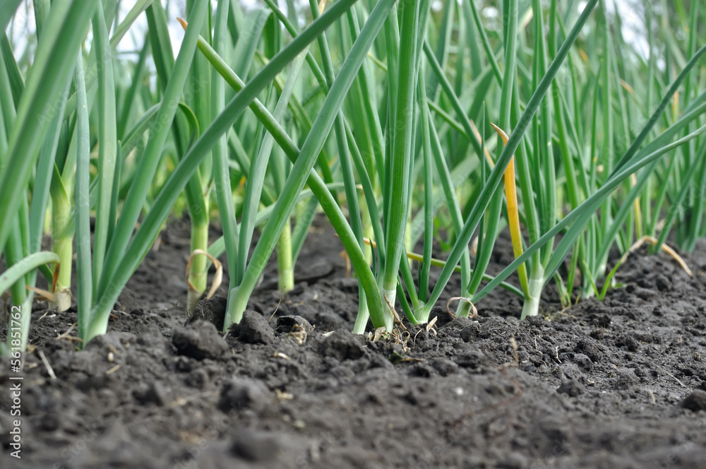 close-up of growing green onion in the vegetable garden close-up of growing green onion in the vegetable garden