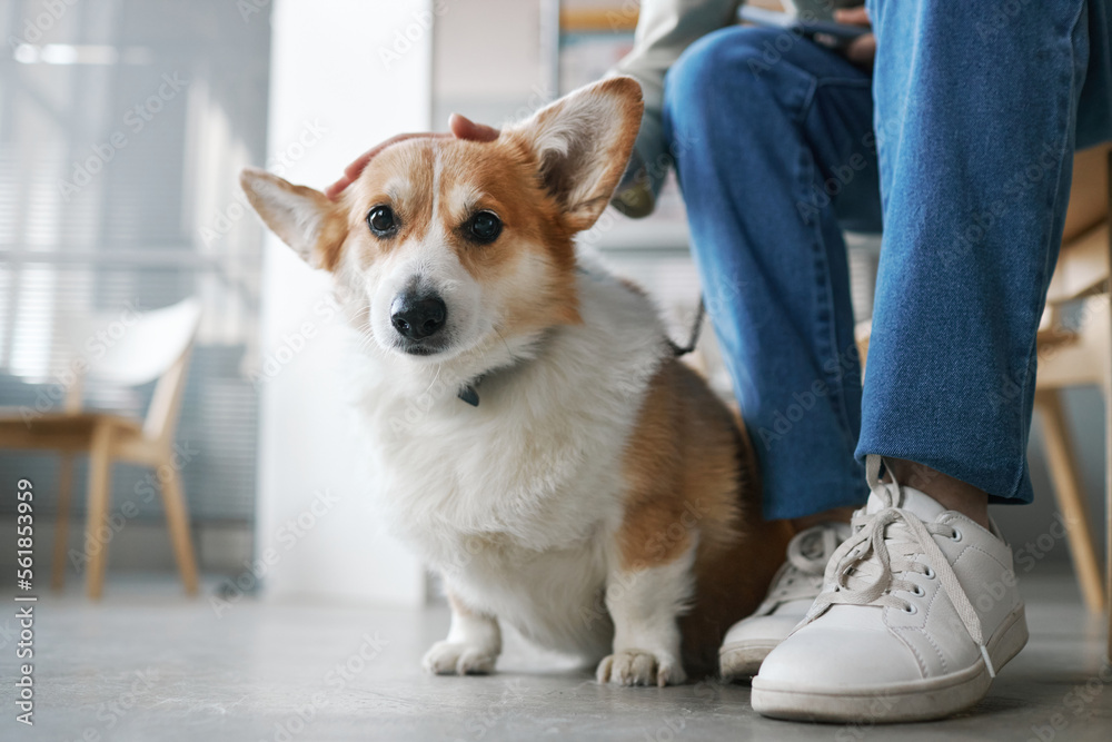 Close-up of pet sitting by legs of his owner in blue jeans and white gumshoes Close-up of pet sitting by legs of his owner in blue jeans and white gumshoes